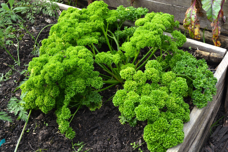 lawn care lawn maintenance