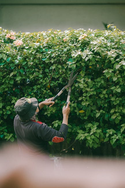 A gardener wearing a wide-brimmed hat and dark clothing trims a lush green hedge with pinkish-white flowers using long-handled garden shears. The hedge is dense, with small, glossy leaves and blooming