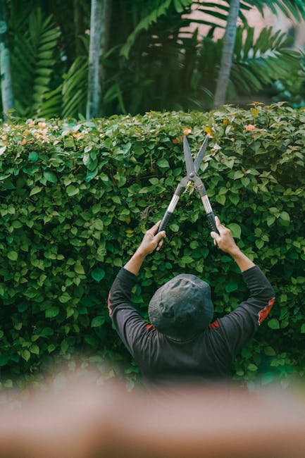 A gardener wearing a wide-brimmed hat and dark clothing trims a lush green hedge with pinkish-white flowers using long-handled garden shears. The hedge is dense, with small, glossy leaves and blooming