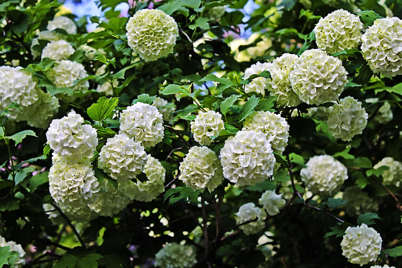 Upgrade Your Outdoor Retreat With Tall-Potted Plants That Provide Natural Screening